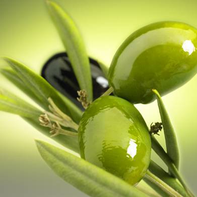 Olive (5).jpg